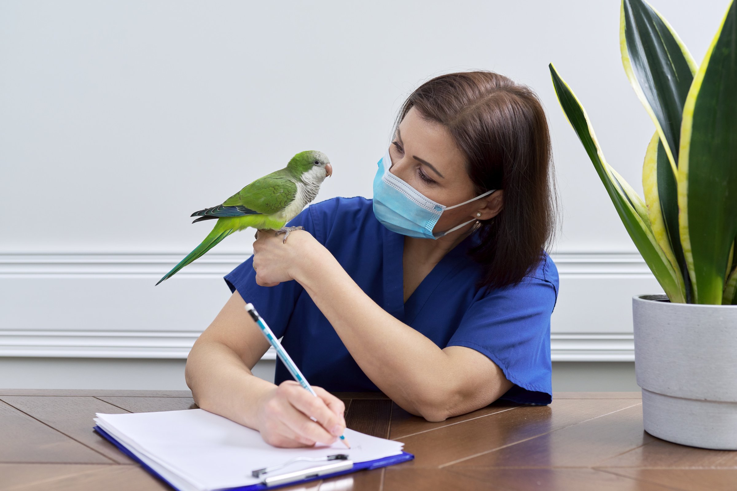 Doctor Woman Veterinarian Examining a Green Quaker Parrot