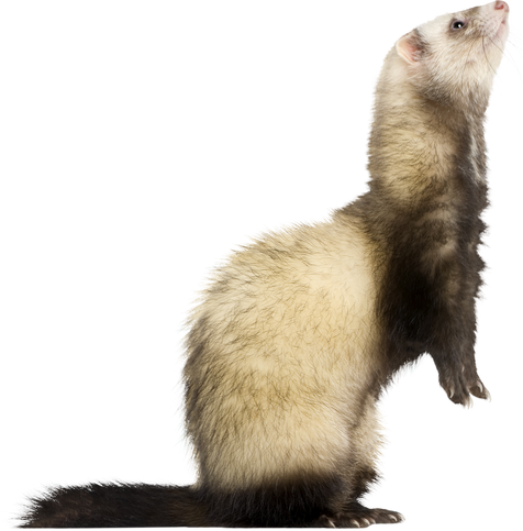 Ferret - Mustela Putorius Furo