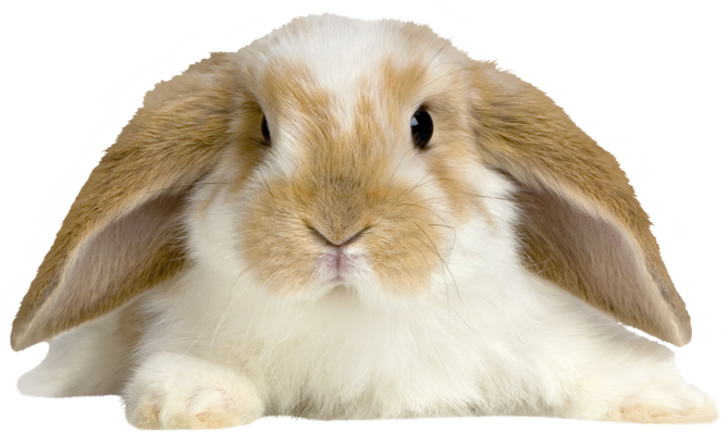 Lop Rabbit