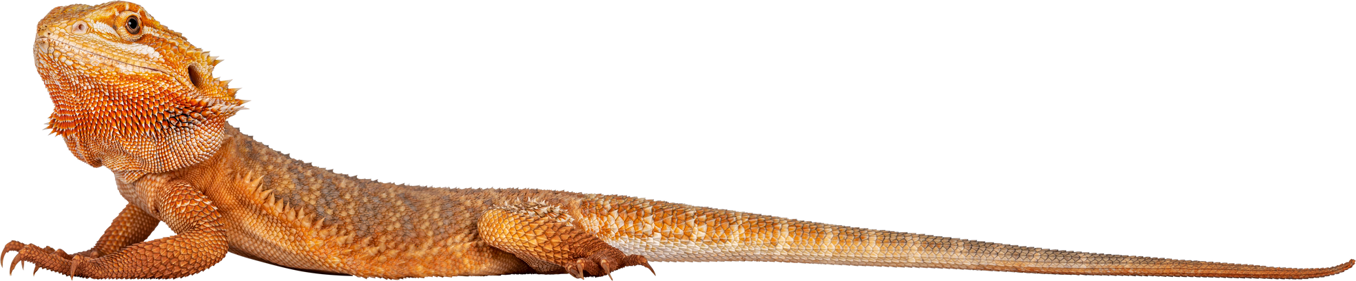 Bearded Dragon Cutout