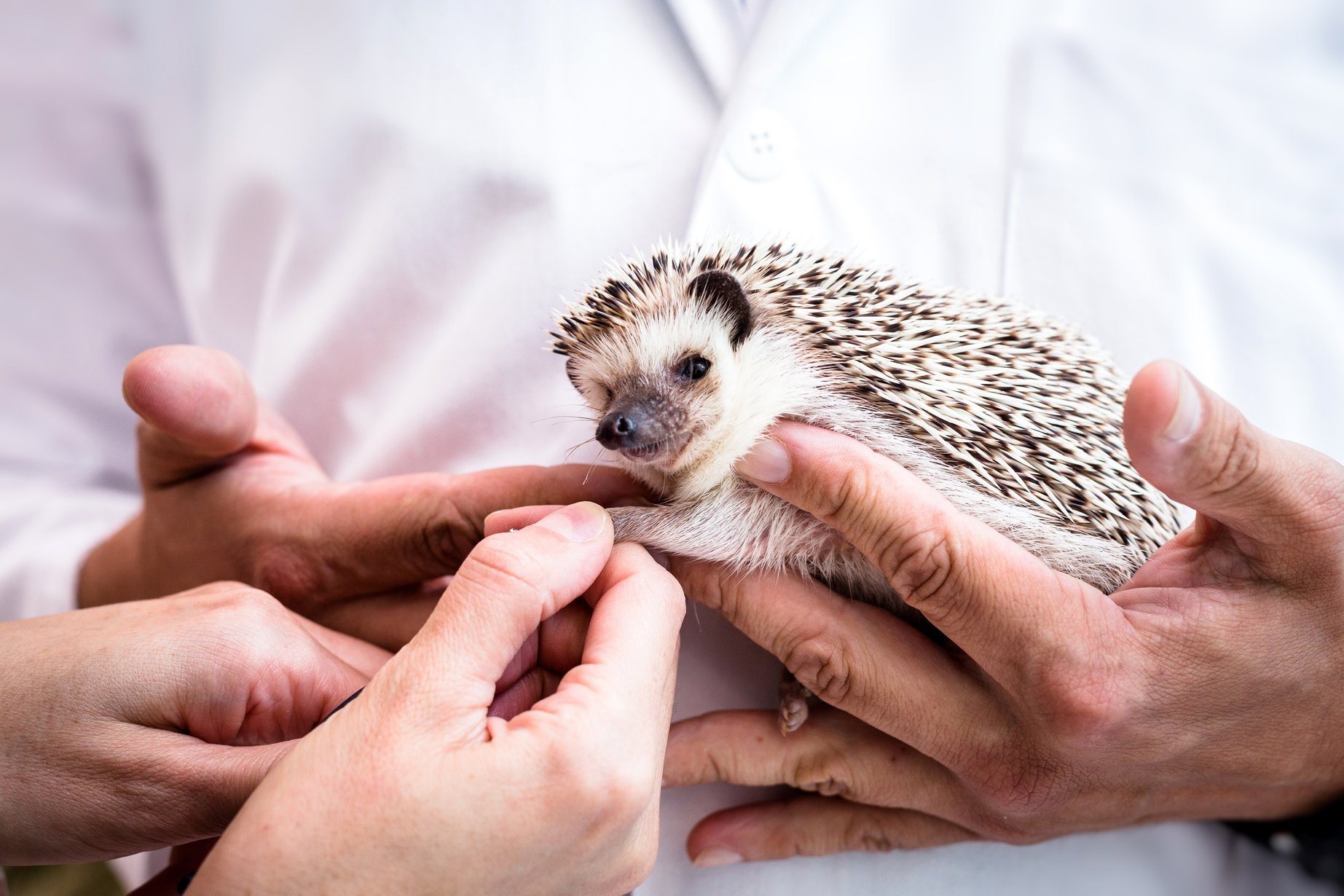 domestic hedgehog being taken care of by veterinarians, animal care