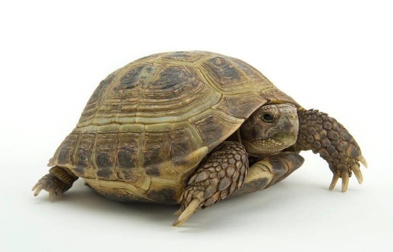 russian tortoise