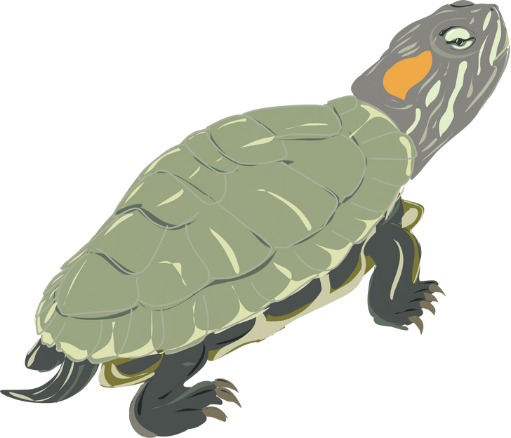 Red-eared slider