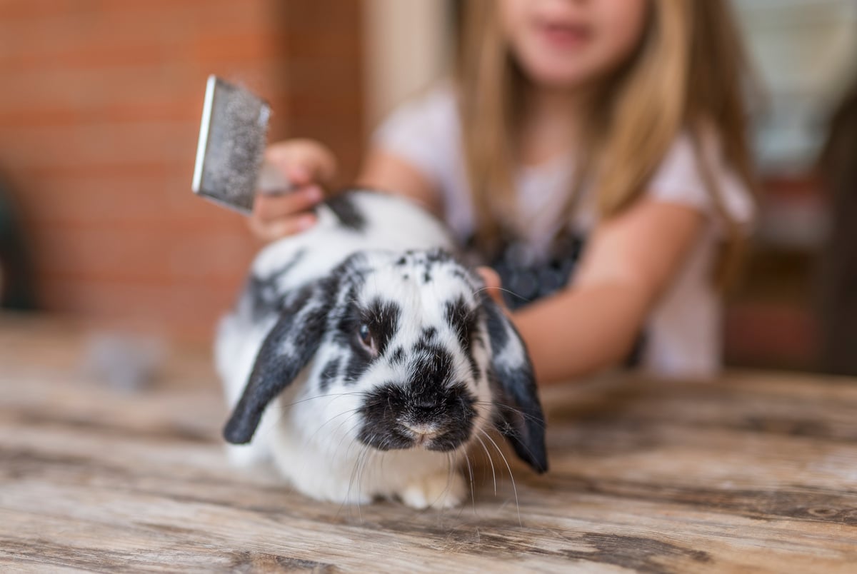 Child and rabbit