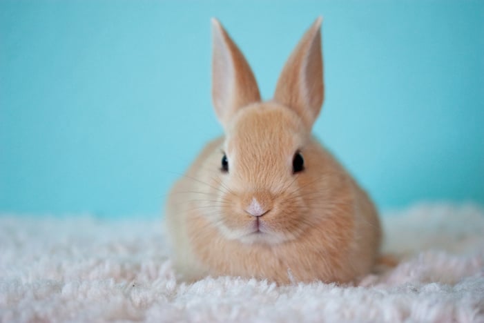 Cute Baby Bunny