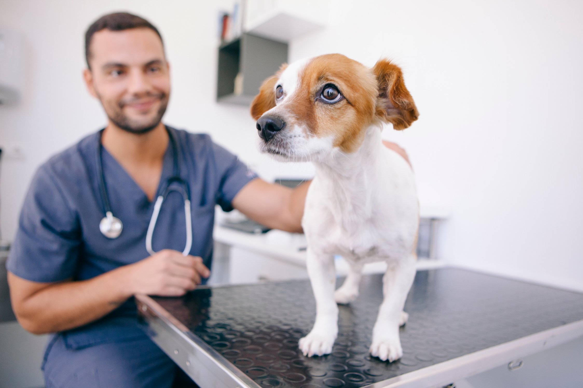 Scared Dog during Veterinary Consultation